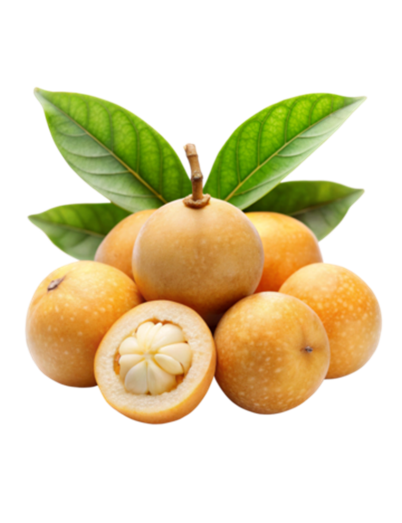Burma Üzümü(Burmase Grape)