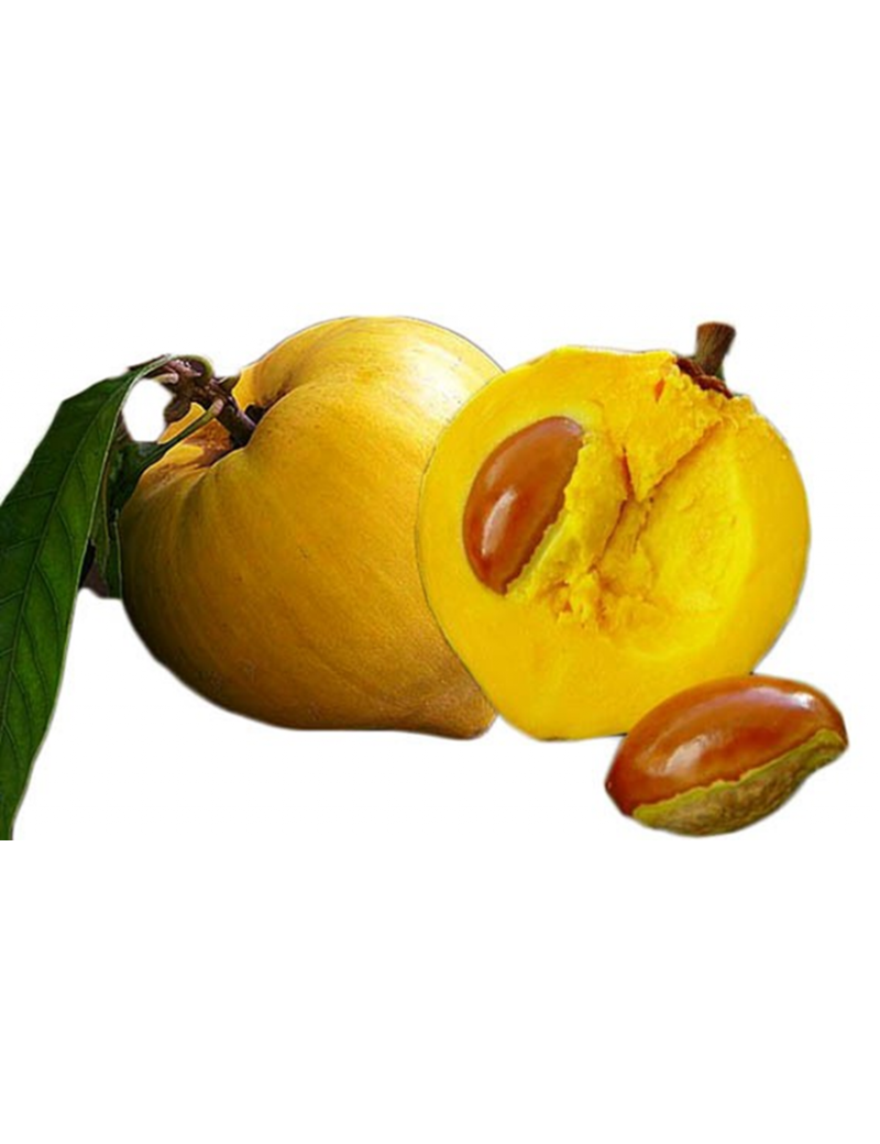 Egg Fruit