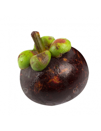 Mangosten 